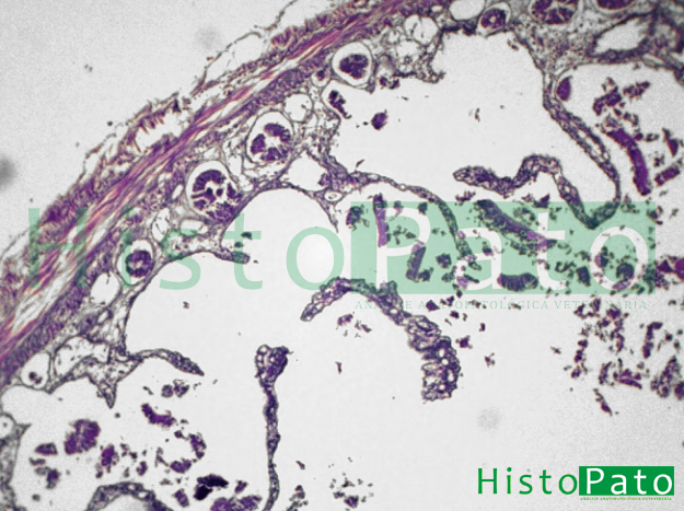 Microscopia demonstrando perda de vilosidades devida a autólise
